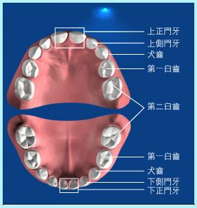 人有幾個牙齒